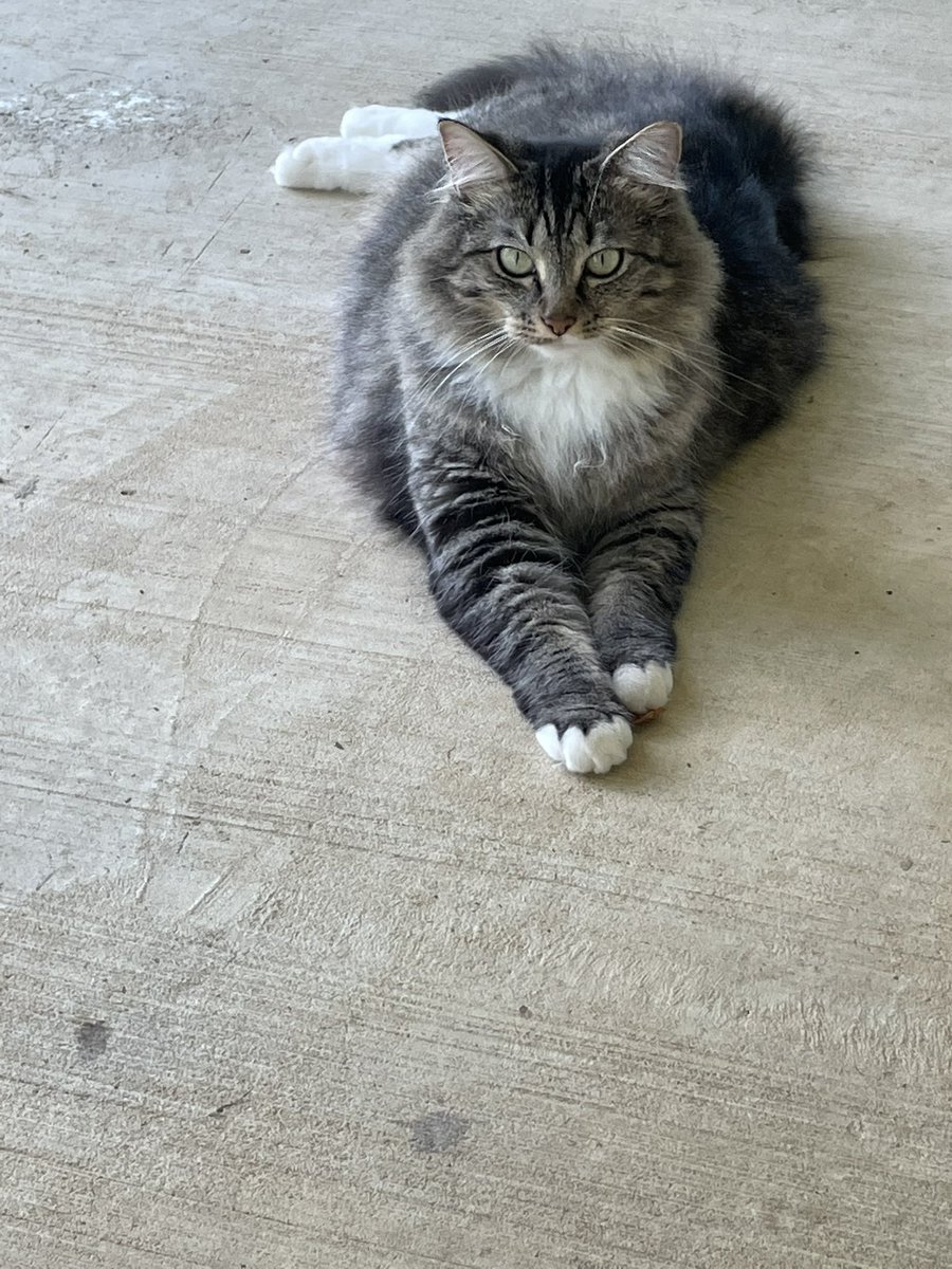 CrazyCatMom74's tweet photo. Isn’t she lovely my Evie girl♥️ #CatsOfTwitter https://t.co/fPV8peifKn