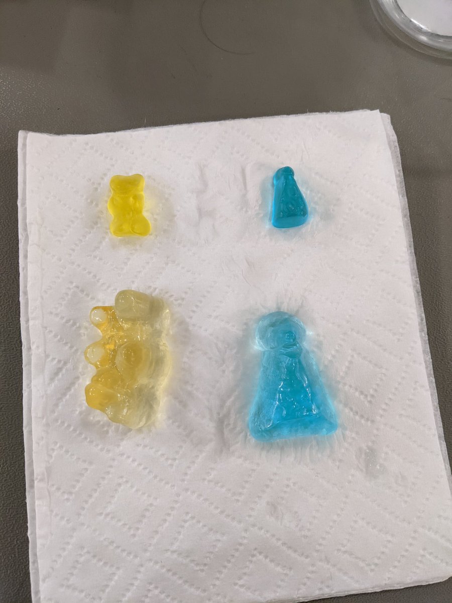 ConnelleyWendy's tweet image. Growing gummy bears at MCubed #mctmmath