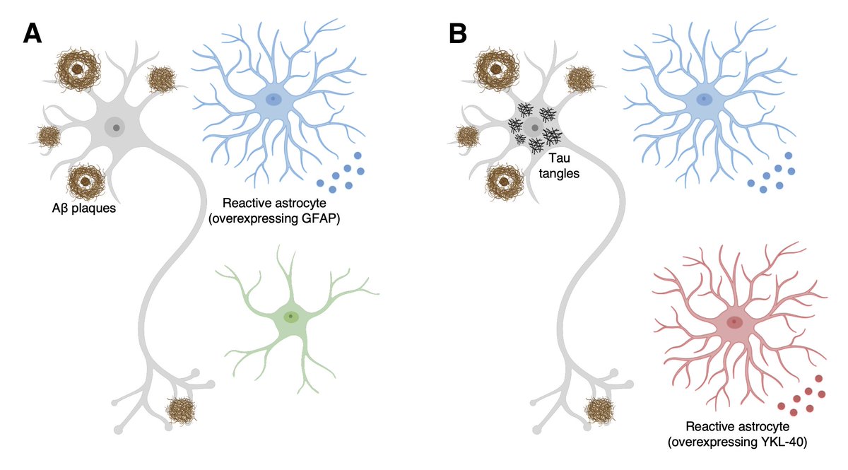 🚨Excited to see this paper out in #MolPsy! We found Aβ- and tau-specific contributions to reactive astrocyte biomarkers in AD rdcu.be/cTp0C👇. Thanks for all authors and funding agencies <a href="/PittTweet/">University of Pittsburgh</a> <a href="/MCSA_Montreal/">McGill Research Centre for Studies in Aging</a> <a href="/ufrgsnoticias/">UFRGS</a> <a href="/TharickAPascoal/">Tharick Pascoal</a> <a href="/pedrorosaneto/">Rosa Neto, Pedro -</a> <a href="/erzimmer/">Eduardo Zimmer 🦋</a>