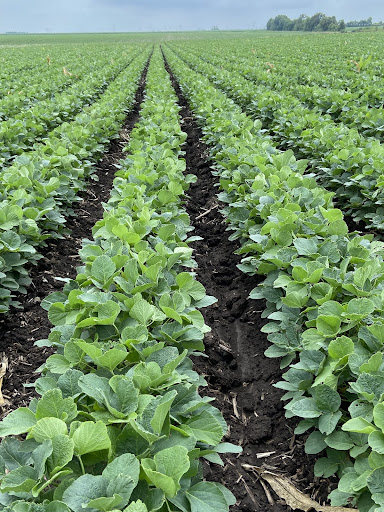 RRXtend's tweet photo. When your company wants you to become more green. 

Already there, boss. ✅  #WorkFromFields
📸 @complete_ag https://t.co/qniRC1qQHH