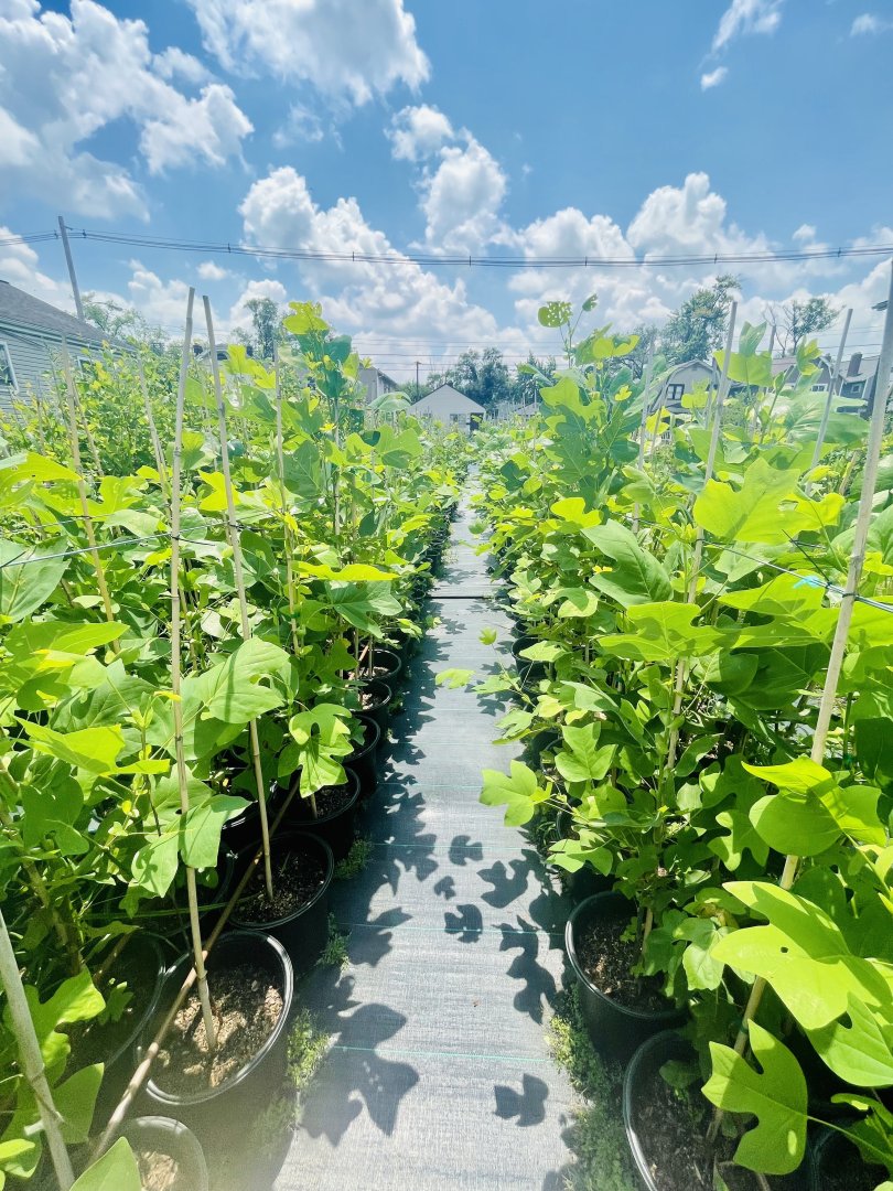 Do you have the perfect spot in your yard for a beautiful tree? This year we have THREE native tree giveaways planned in October to distribute thousands of trees in Columbus. Head to greencbus.org for the details!