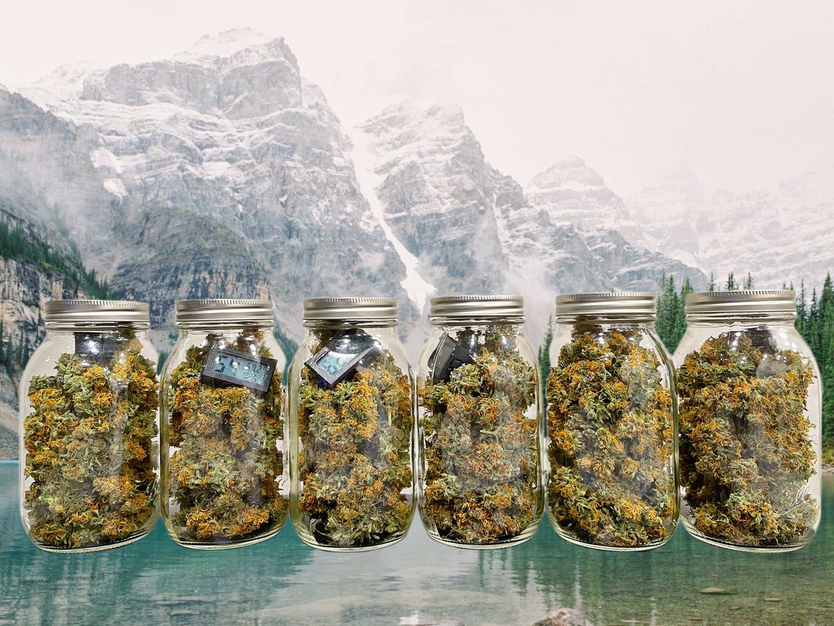 canna_comm's tweet photo. Which is your fave? 

#CannabisCommunity #cannabisculture #420friendly #420community #mmemberville #stoner #stonerfam #ganja #onlyplants #marijuana #dank #buds https://t.co/VzslyUpEKR