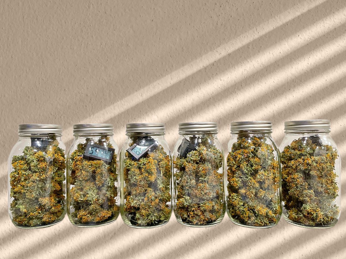 canna_comm's tweet photo. Which is your fave? 

#CannabisCommunity #cannabisculture #420friendly #420community #mmemberville #stoner #stonerfam #ganja #onlyplants #marijuana #dank #buds https://t.co/VzslyUpEKR