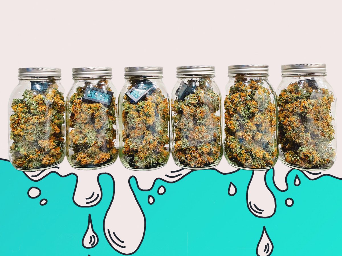 canna_comm's tweet photo. Which is your fave? 

#CannabisCommunity #cannabisculture #420friendly #420community #mmemberville #stoner #stonerfam #ganja #onlyplants #marijuana #dank #buds https://t.co/VzslyUpEKR