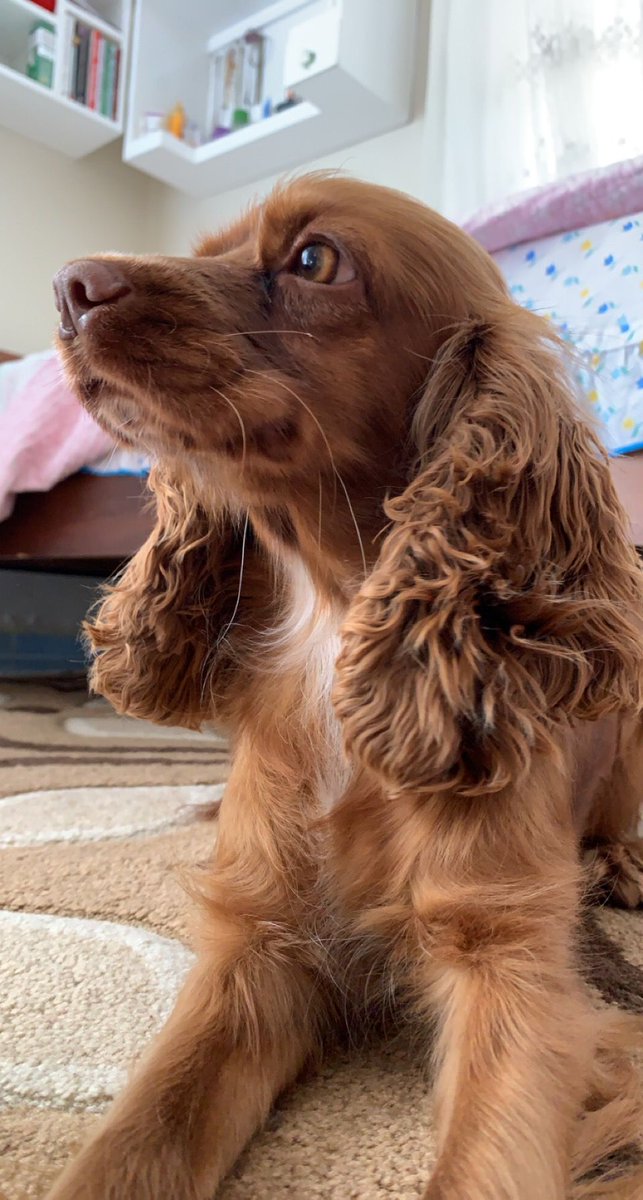 i smell food 🍕🍝#food #dogsoftwitter #MiraculousDay