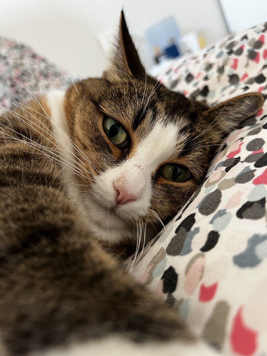 emoXcoder's tweet image. Home office is the only cat friendly office #catsofmicrosoft #gingythecat #прянес