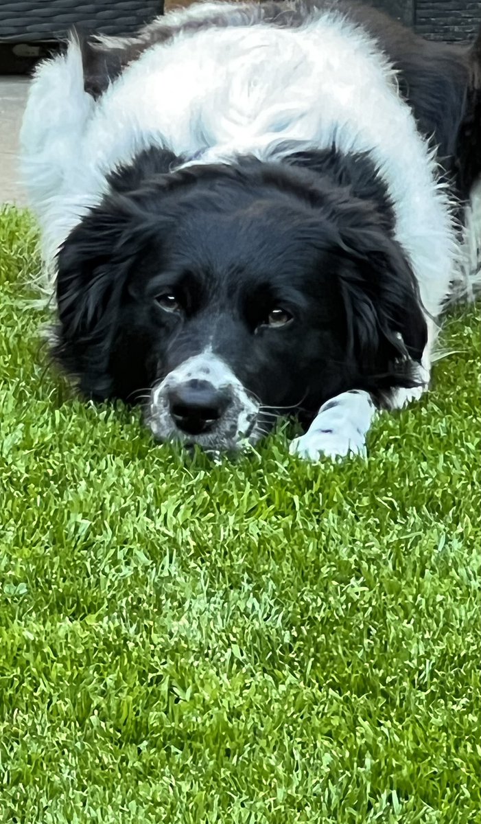 Niks zo lekker koel als vers gras onder je buik.. 
Kan geen koelmat tegen op🤩