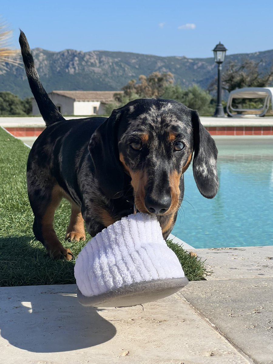 I love pool days 🐶☀️