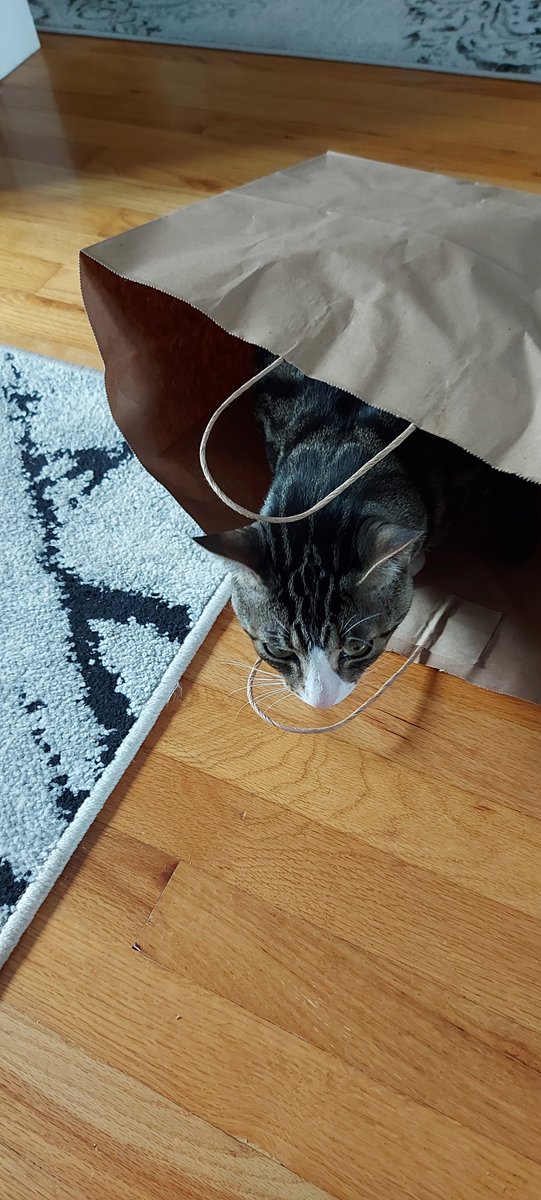 Newfie15243's tweet photo. Even the cat ๐ is half in the bag! Rough week ๐คฃ๐ป #CatsOnTwitter #CatsOfTwitter #shitweek https://t.co/LZ3WcI9Yut