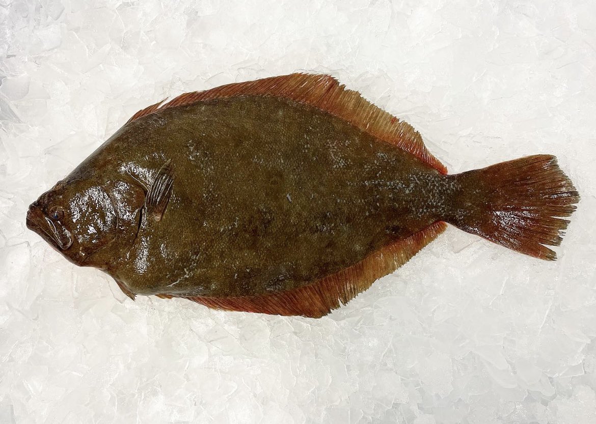SamRustSeafood's tweet image. Fresh East Coast Flounder just landed 👀🔥👀🔥👀🔥 Whole fish &amp;amp; hand cut to order fillets are available!

#samrustseafood #freshflounder #eastcoastflounder #seafood #freshseafood #freshfishdaily #seafoodlover #vadine #ncdine