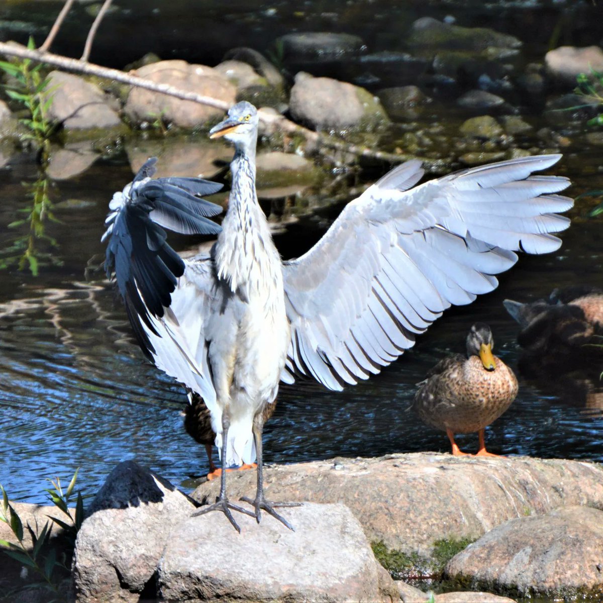 BlueBlue96yo's tweet image. Dancing bird 📸