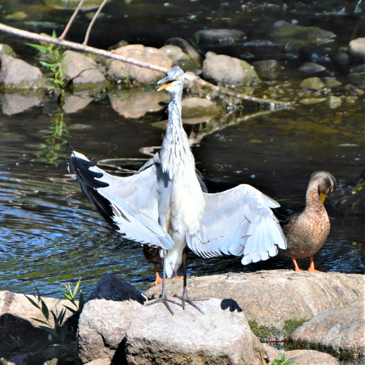 BlueBlue96yo's tweet image. Dancing bird 📸