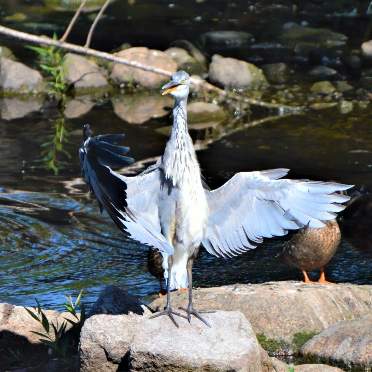 BlueBlue96yo's tweet image. Dancing bird 📸