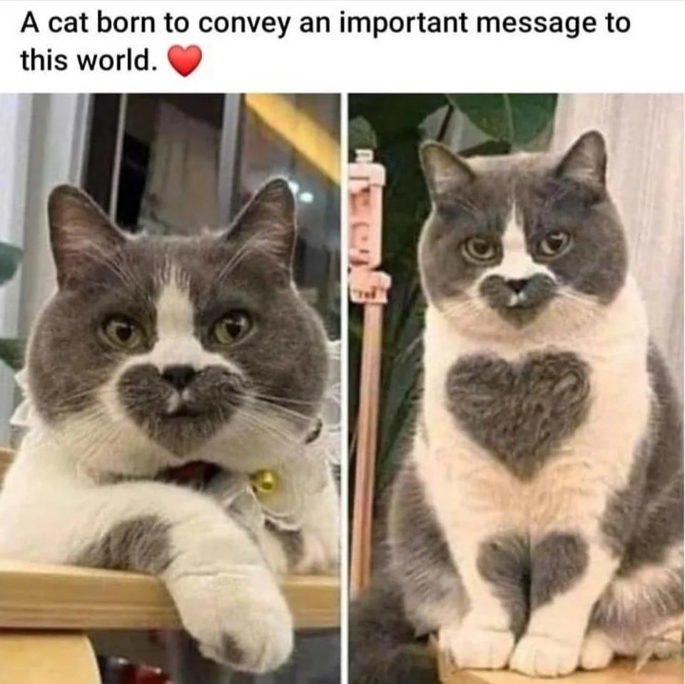 WholesomeMemes (@wholesomememe) on Twitter photo 