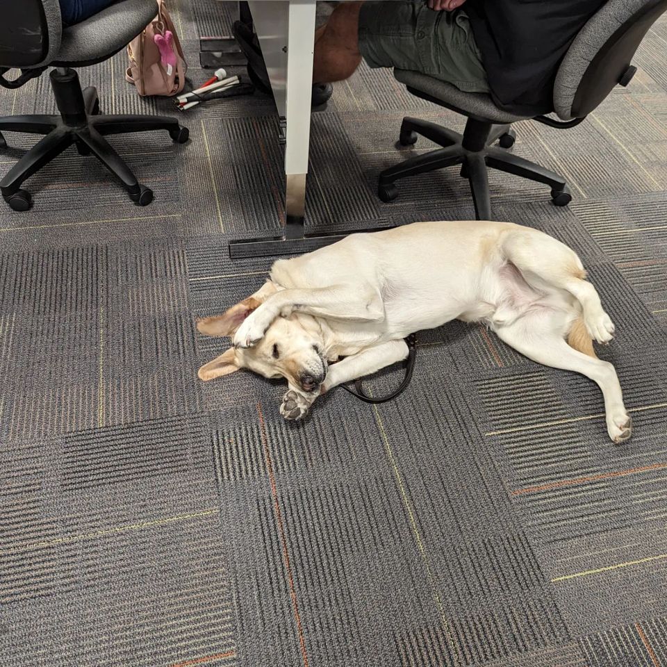 TheIrisNetwork1's tweet photo. Meet Edric! He's such a good boy and is a fantastic companion. Edric graduated from @GuidingEyes. He was very patient today while his dad was in class. But at one point, he was tired of all the talking so he covered his ears. #gebedric #GuidingEyes #VisionWithNoLimits https://t.co/qiWK6kLSeW