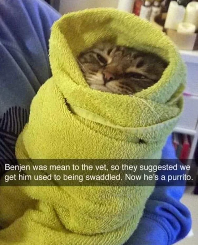 WholesomeMeme's tweet photo. https://t.co/yxTq4MzXks