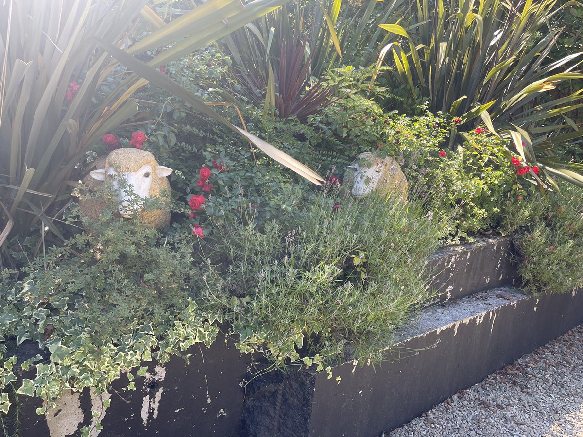 Spikemccormick's tweet image. Some porn to excite the troops in the Curragh, sheep 🐑 shite 💩 &amp;amp; soldiers 🪖#OnlyThoseWhoServedUnderstand its a joke. Load of baa lox their pay &amp;amp; conditions haven’t been sorted despite #CODF FFFG &amp;amp; GP giving fingers 🖕to them, #GE 🗳 will decimate them, payback time for troops