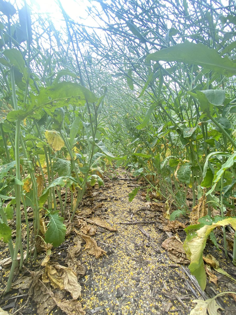 jodyadamson_'s tweet photo. Don’t let the 15” space fool ya these CS4000 plants are branching out 👌🏻 @syngentacanada @canterraseeds #PELTA #FortenzaAdvanced #HelixSaltro https://t.co/KcTQAAMISt