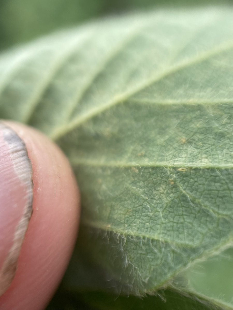 scressma's tweet photo. @DCHighlander @LeanneFreitag That's why I say the most important tool when Crop Scouting is Curiosity. #Learnsomthingnew Hopefully these parasites have cousins to help out with these spider mites. https://t.co/03TyKWSKke