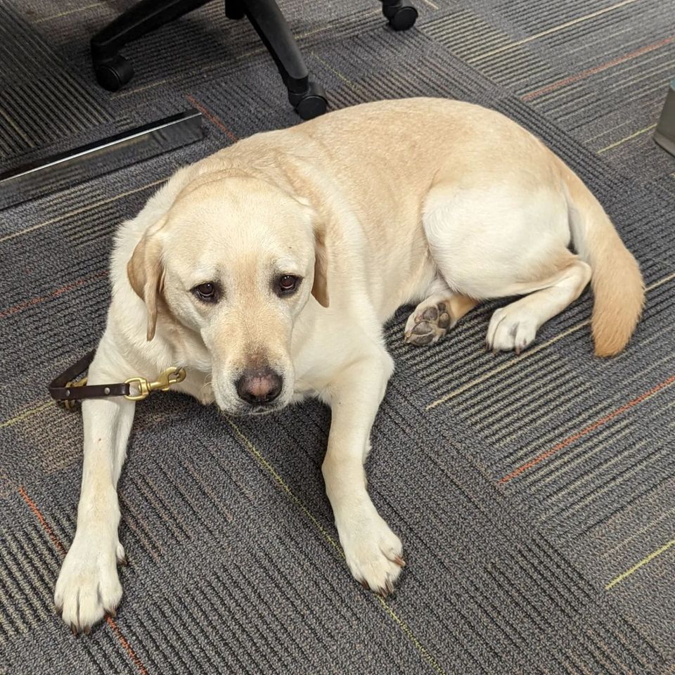 TheIrisNetwork1's tweet photo. Meet Edric! He's such a good boy and is a fantastic companion. Edric graduated from @GuidingEyes. He was very patient today while his dad was in class. But at one point, he was tired of all the talking so he covered his ears. #gebedric #GuidingEyes #VisionWithNoLimits https://t.co/qiWK6kLSeW