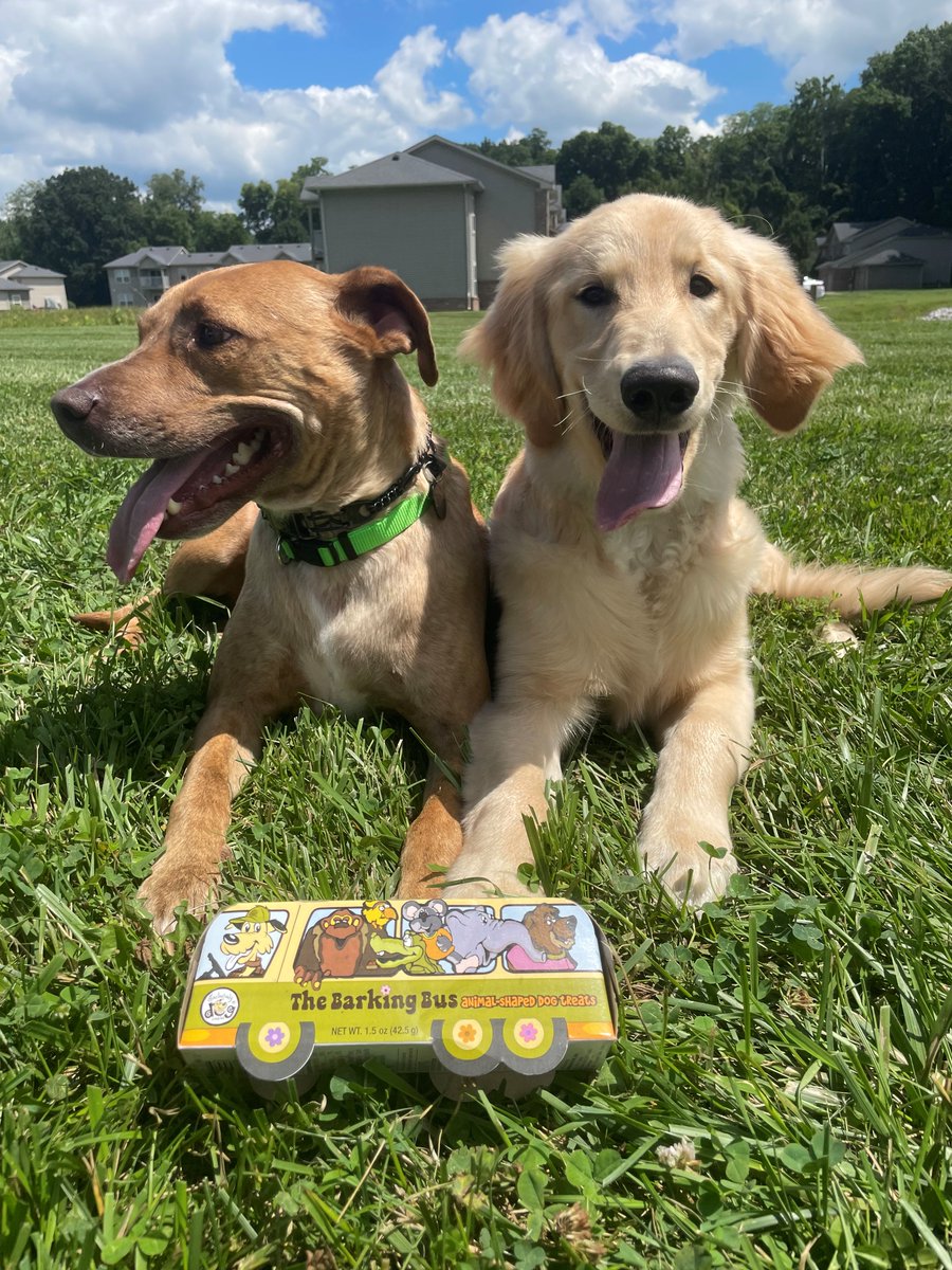 ExclusivelyPet's tweet photo. Happy Humpday Everyone! 
Love, Butters &amp; Lola ♥️

#HumpDay #humpdayviews #dogsoftwitter #goldenretriever #wednesdaythought #WednesdayMotivation #mke https://t.co/7SHBdoMsxs