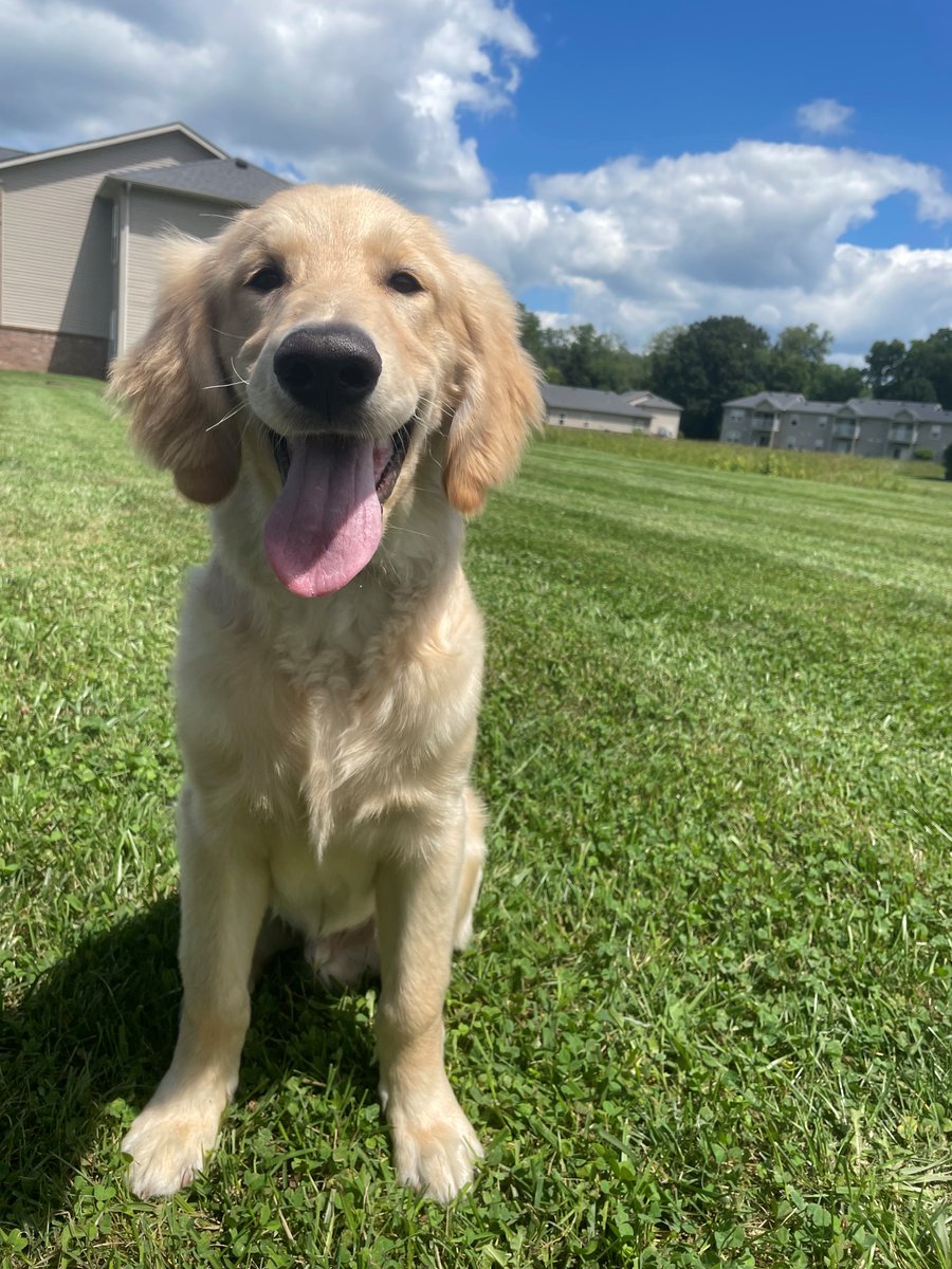 ExclusivelyPet's tweet photo. Happy Humpday Everyone! 
Love, Butters &amp; Lola ♥️

#HumpDay #humpdayviews #dogsoftwitter #goldenretriever #wednesdaythought #WednesdayMotivation #mke https://t.co/7SHBdoMsxs