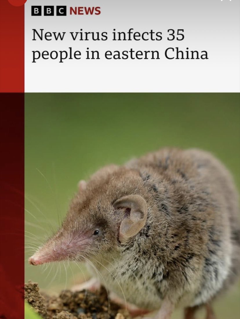 cloud1793's tweet image. Maybe I won’t get a shrew then