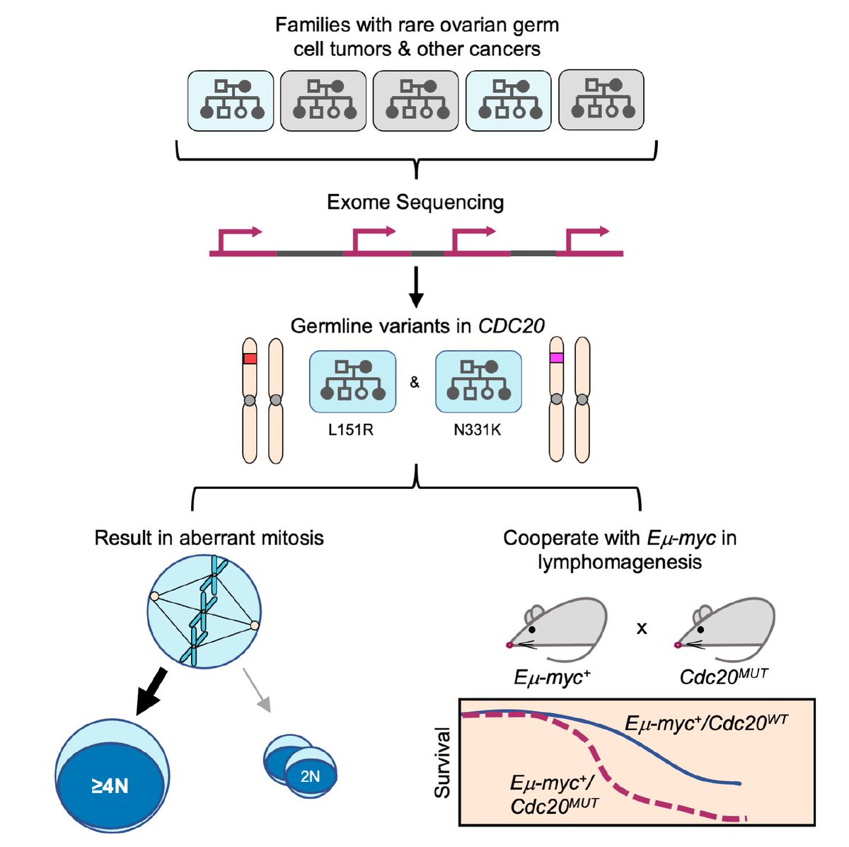 CR_AACR's tweet photo. Chen et al. identify germline missense variants in CDC20 that segregate with cancer in two families. The CDC20 variants perturb mitotic progression and accelerate #oncogene-driven tumorigenesis. Read it Online First!
https://t.co/q0zTZdDm7n
@joeteo1 @WillDFoulkes @Ester_CT https://t.co/11sjaMtI8v