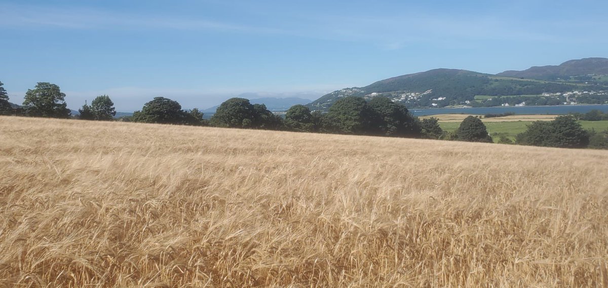 JamesSliabhLiag's tweet image. #inchisland #Donegal Barley for our non compliant peated potstill @ArdaraDistilled @SliabhLiagDistl happy days #wouldntbeanywhereelse