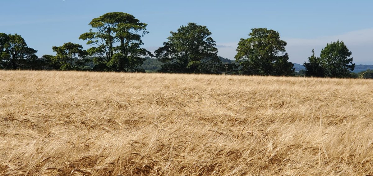 JamesSliabhLiag's tweet image. #inchisland #Donegal Barley for our non compliant peated potstill @ArdaraDistilled @SliabhLiagDistl happy days #wouldntbeanywhereelse