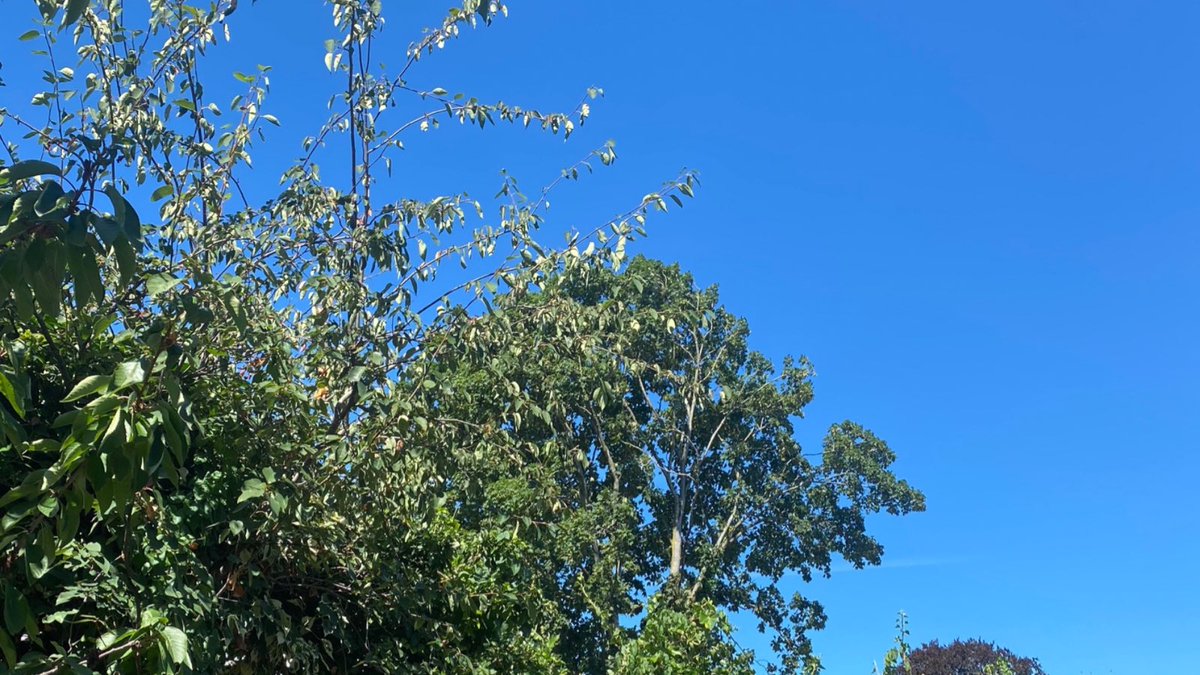 DBoermeester's tweet photo. ‘n Mooie blauwe lucht #blauw #lucht #blauwewoensdag #natuur https://t.co/OJ7zDmKsJv