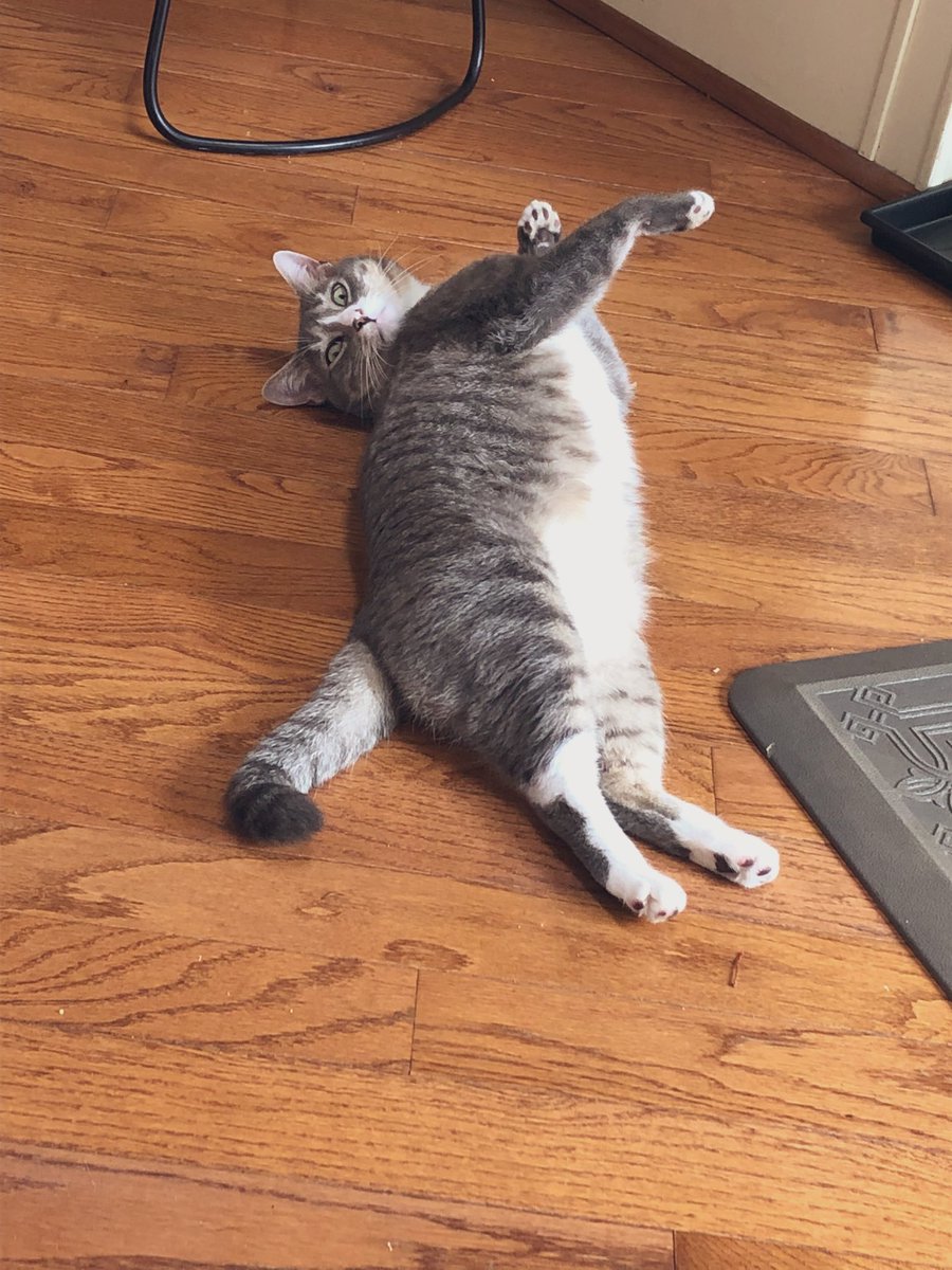 Strike a pose today, and every day 

#wednesdaythought #CatsOfTwitter #heatwave