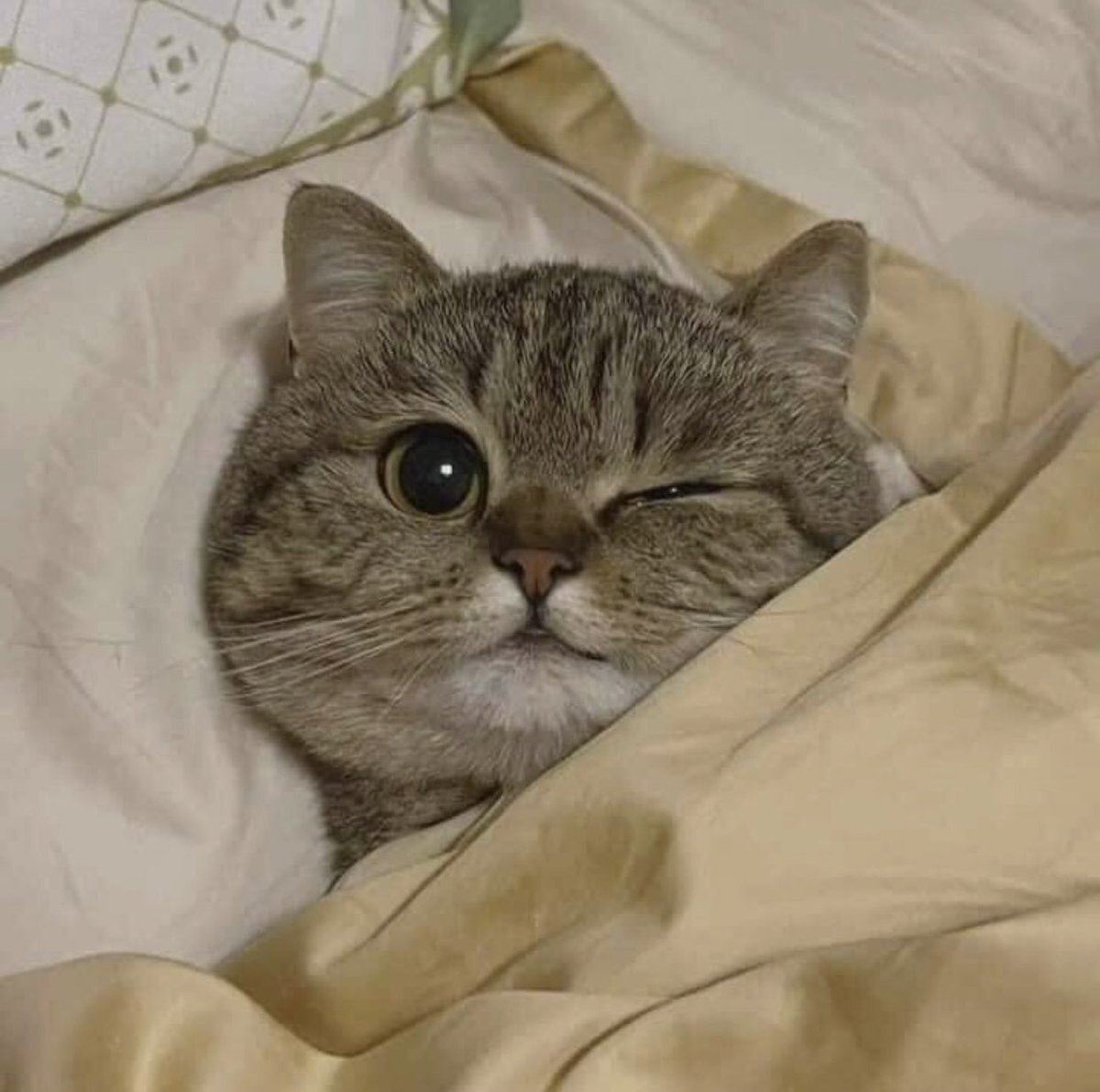 Todo Dia Gatinhos 🐾 (@tododiagatinhos) on Twitter photo 