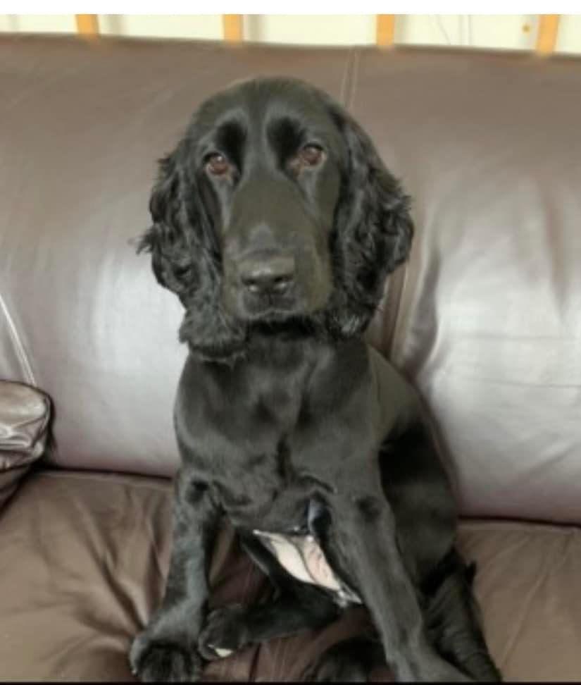 #SpanielHour SOPHIE missing #Harlesden #NW10 18/3/22 female/young adult black #CockerSpaniel Wearing pink collar COPIED⬇️ “Please help us find Sophie, she needs medication every 8-10 hours and has been missing so long doglost.co.uk/dog-blog.php?d… @HarlesdenNews @HarlesdenForum