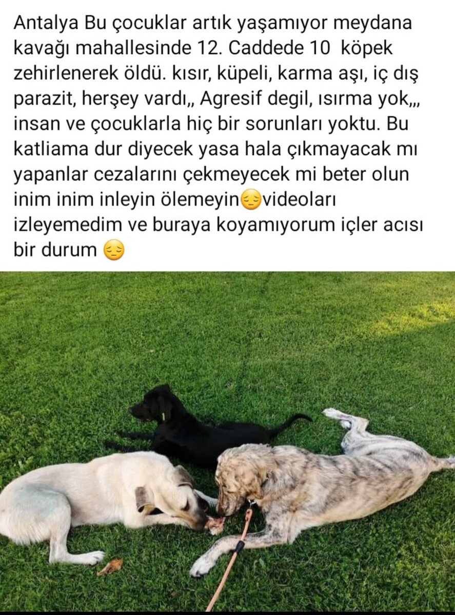 Srpulsy's tweet photo. Bugün Havrita yer gösterdi ardından bu canlar zehirlenerek öldürüldü #antalyadakatliamvar https://t.co/zC4zi3Cuv5