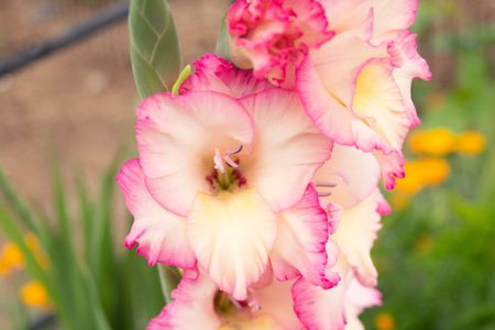 _flowers4you's tweet photo. @babyburrito__ you have received an arrangement of Gladiolus, Sunflower, Daisy and Delphinium with a note attached! It reads, "Happiest birthday to you 💛 wish you find happiness in every moment in your life. Thank you for existing 💕"! https://t.co/mvHankPVJr