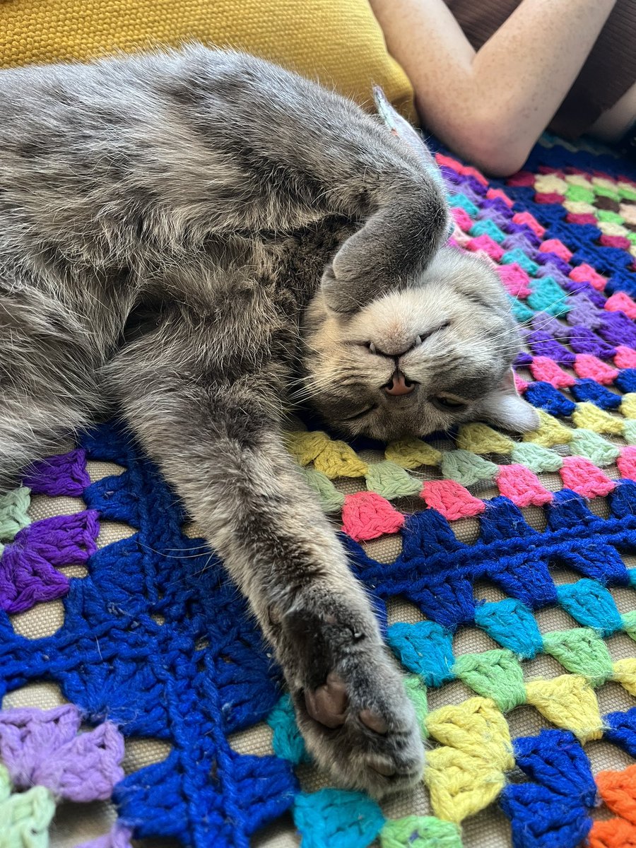 acatnamedclem's tweet photo. is it #naptime yet?? 💤💤 #catnap #catnapping #cattooth #toof #CatsOfTwitter #catlovers #catlife #cat #clem #clementine https://t.co/geyvwPkBfH