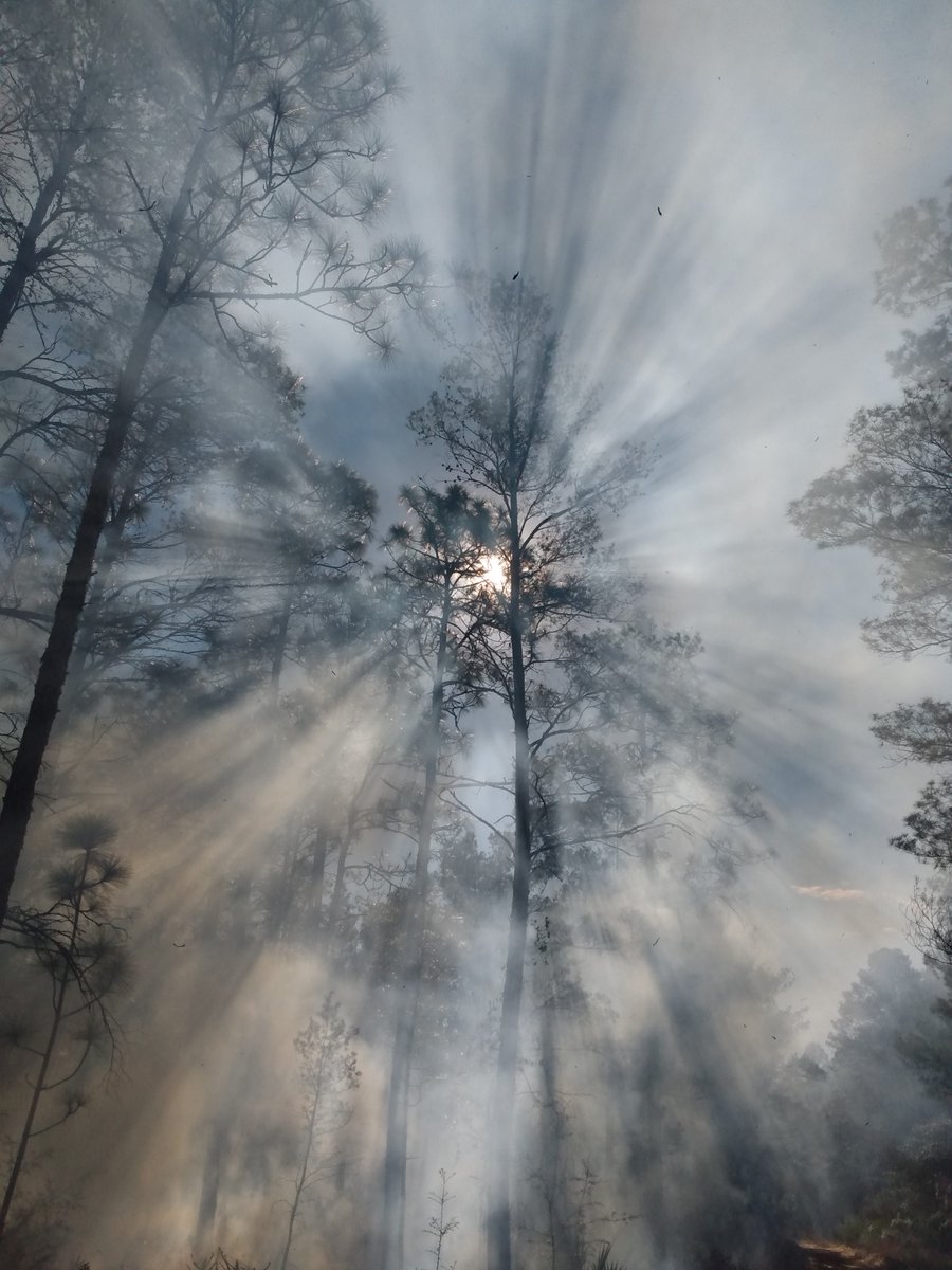 FriendsofFLForests tweet media