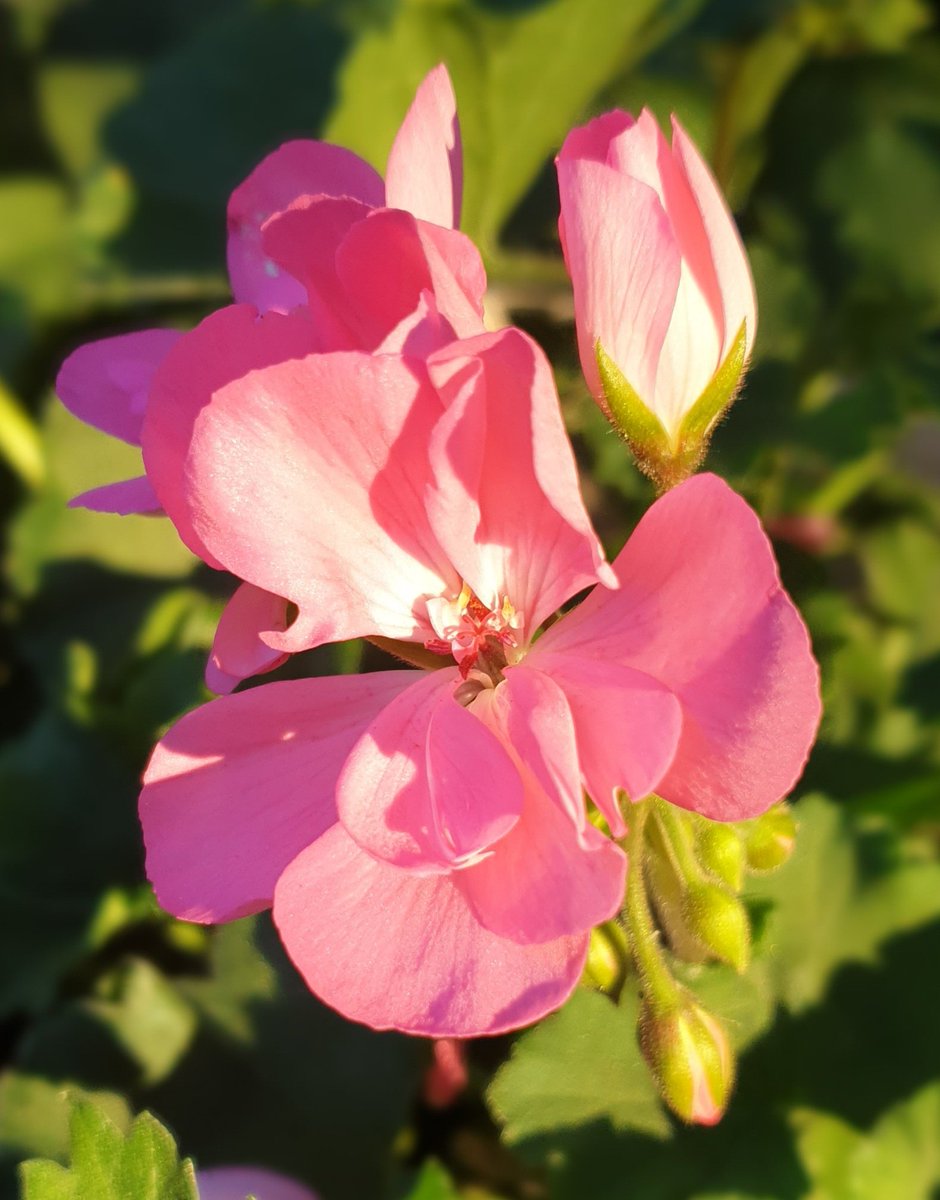 Geranium glowing in the evening sunshine 🌞#geranium #flowerphotography #gardenflowers #glowinginthesunshine #mothernaturesbeauty