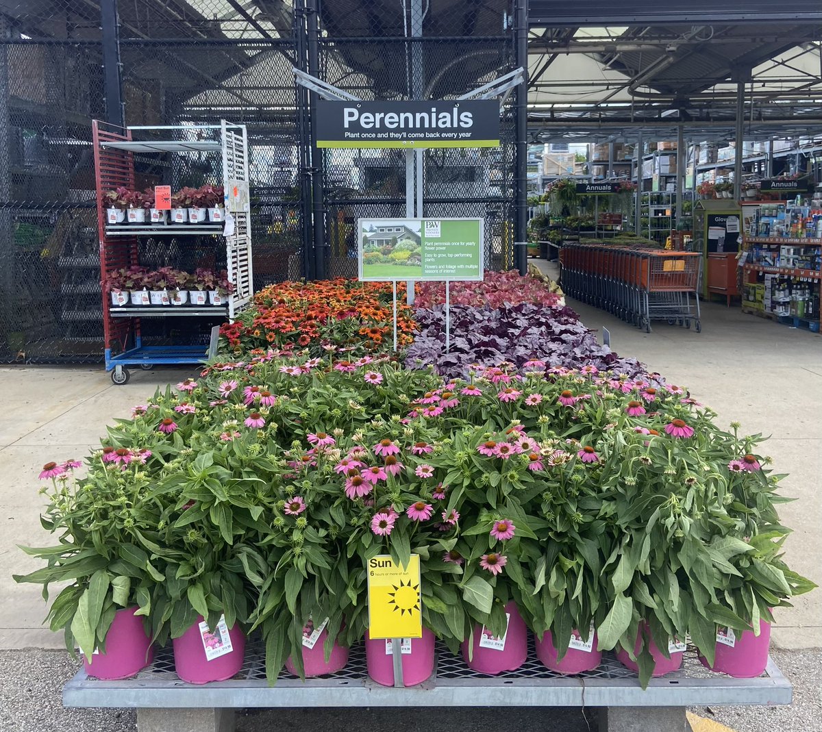 Flowers are sunshine, food and medicine for the soul. Start a garden today. HD1973 Edwardsville,IL 🌼🌸 #perennial #sedum #echinacea #coreopsis #coralbells #illinois #edwardsville #HomeDepot #garden #flowers <a href="/pps_s_atlantic/">AC</a> @PPSinHD <a href="/Stephen_E_Camp/">Stephen Camp</a> @PPSmidwest