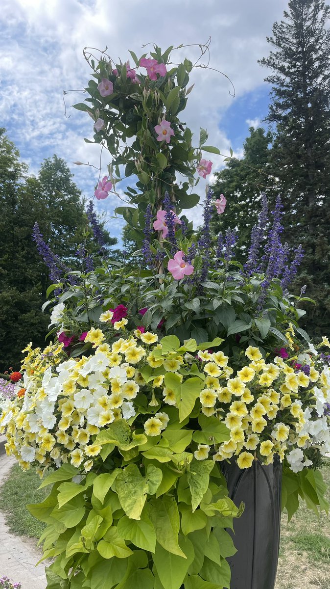 Tanya Carvalho tweet media