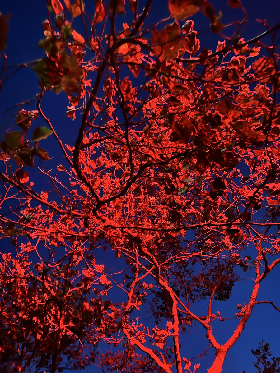 alexvakulin's tweet photo. Trying to capture a reflected light from cross light. Tree and red light https://t.co/OhVFEtqVh3