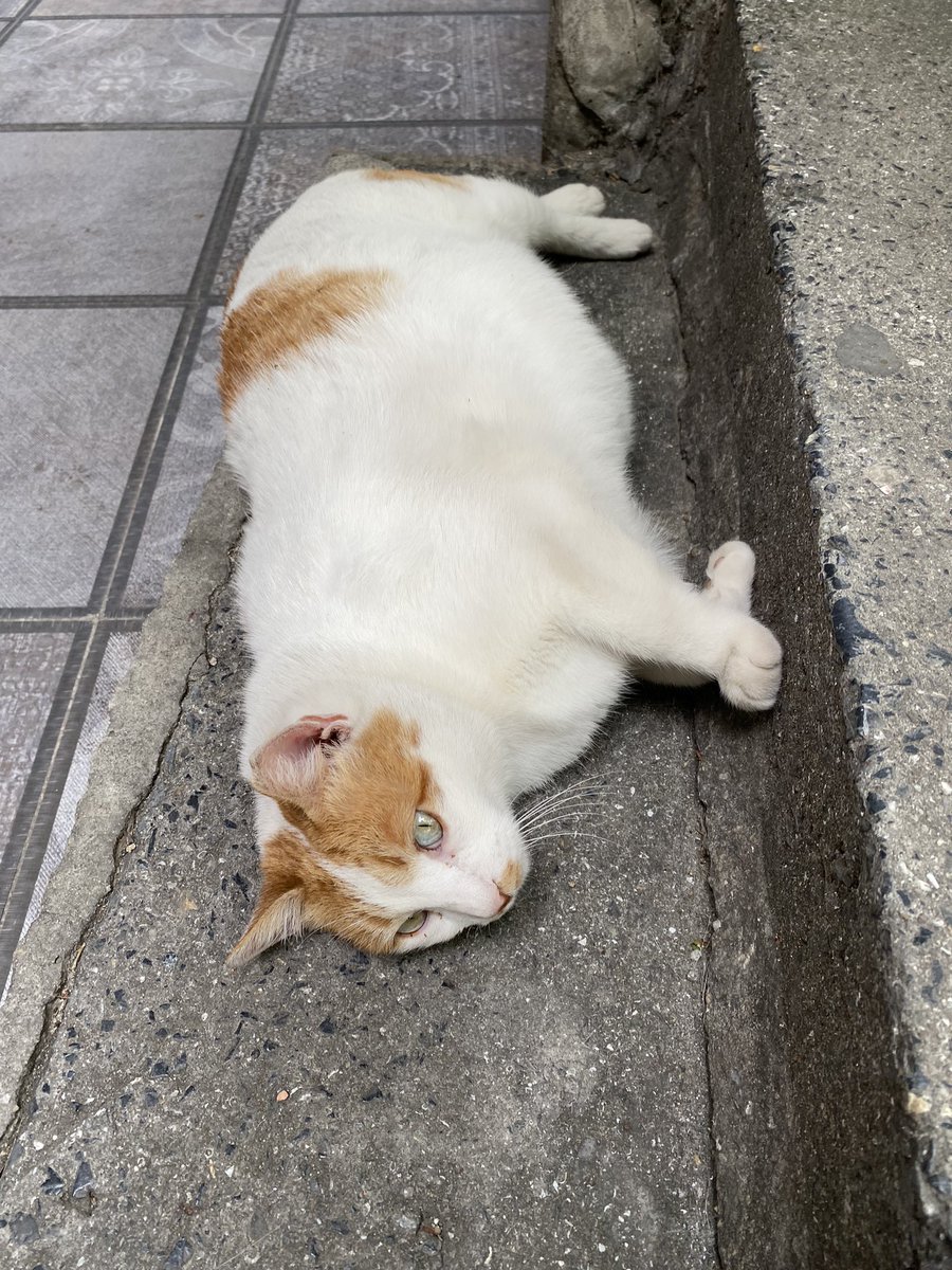 berrinsart's tweet photo. @whynotbuymore Just give me some food 🥰😇 https://t.co/qUBJuRbOF5