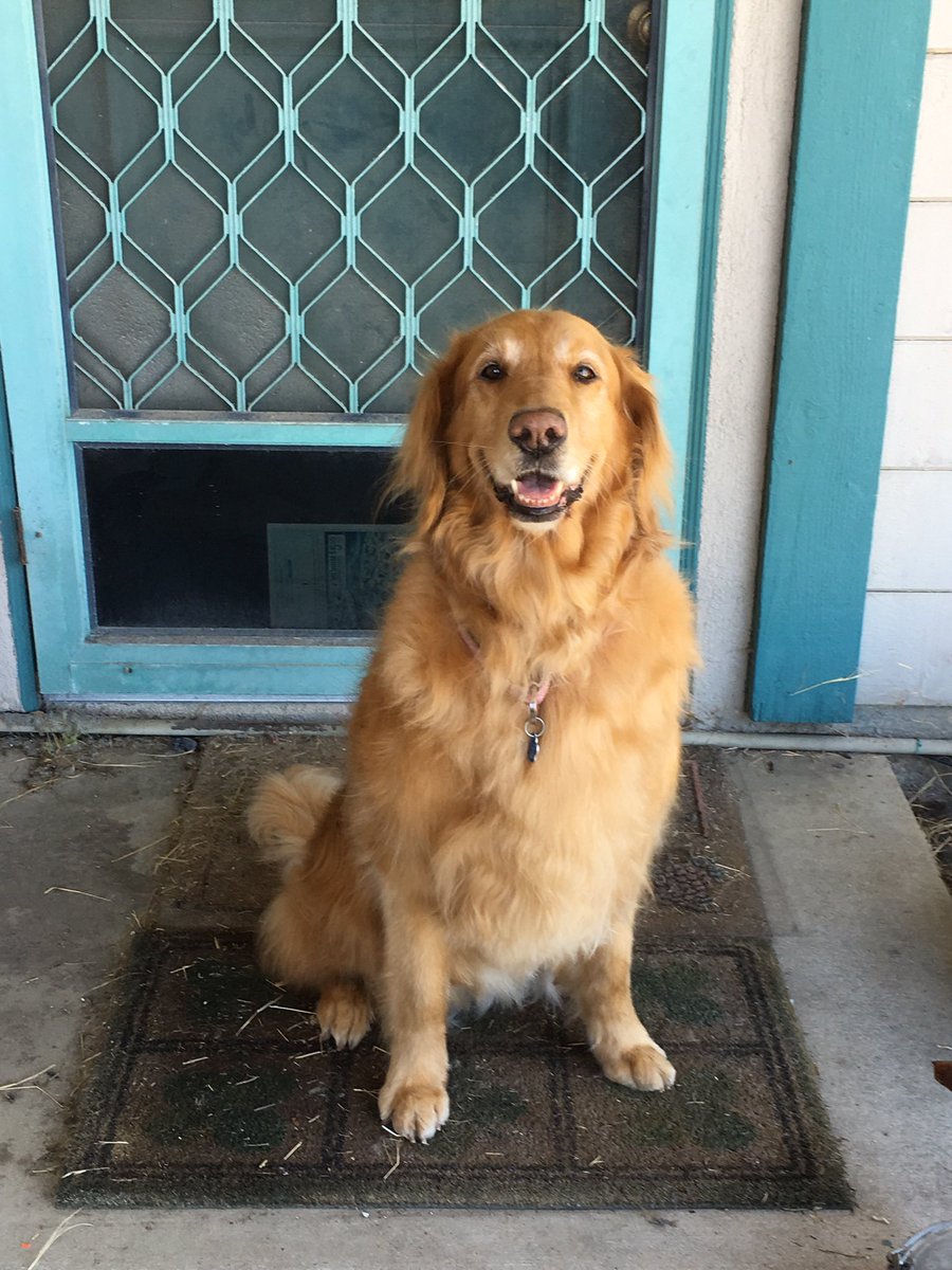 SharonMullin4's tweet photo. @elvisbulldoguk1 @WonderWilbur Carly crossed over the rainbow bridge on 7/30/2022. Loving to the end. https://t.co/4OCVJ45noj
