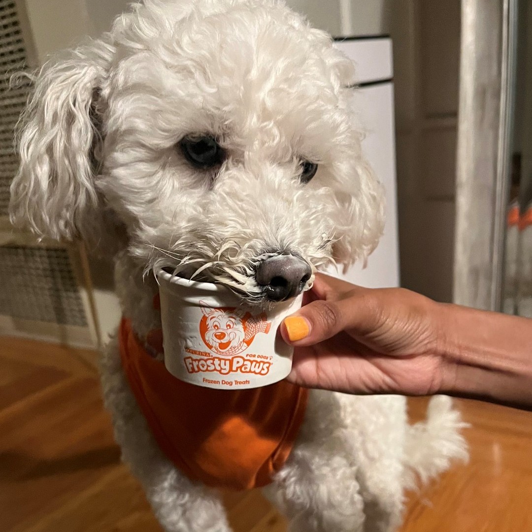 FrostyPaws's tweet photo. Hand over the Frosty Paws and everyone will be happy! ❄️ 💙  #WoofWednesday

📸: romeothebeau (on Instagram) https://t.co/cVAH5MDwJ0