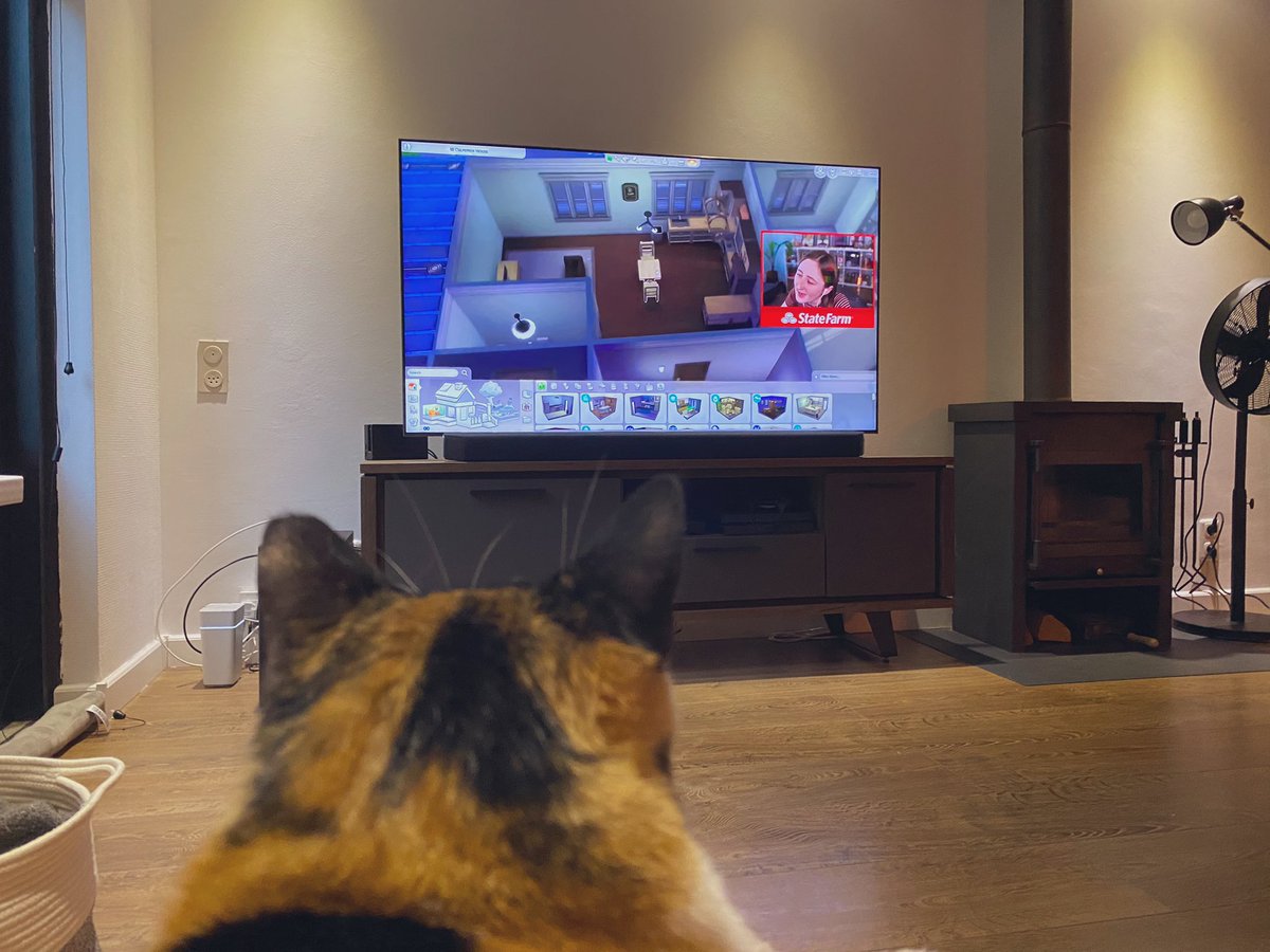 DutchSimGirl's tweet image. Heyy @lilsimsie my cat loves watching your vids and streams ☺️🥰🐱