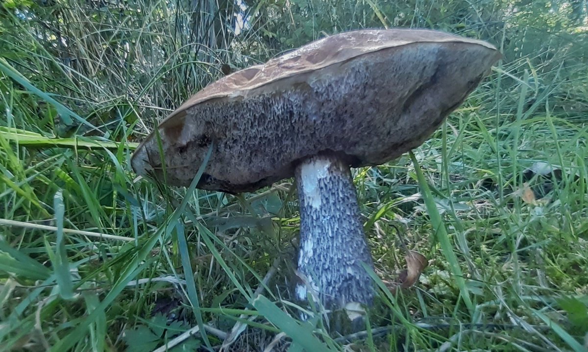 Some woodland fungi at work today <a href="/pacunliffe/">Phil Cunliffe 😷🦉🐩🦫💙🌻🇺🇦</a> <a href="/muliernatura/">Vicky</a>  #fungi