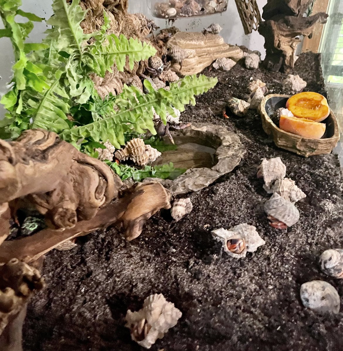 Crabs have been resting all summer plus we just got a brand new batch in! Crab races are set to start back up 8/24/22! Still come out and see us tonight for $3 Crown &amp; Claws and $2 Yuengling Bottles!