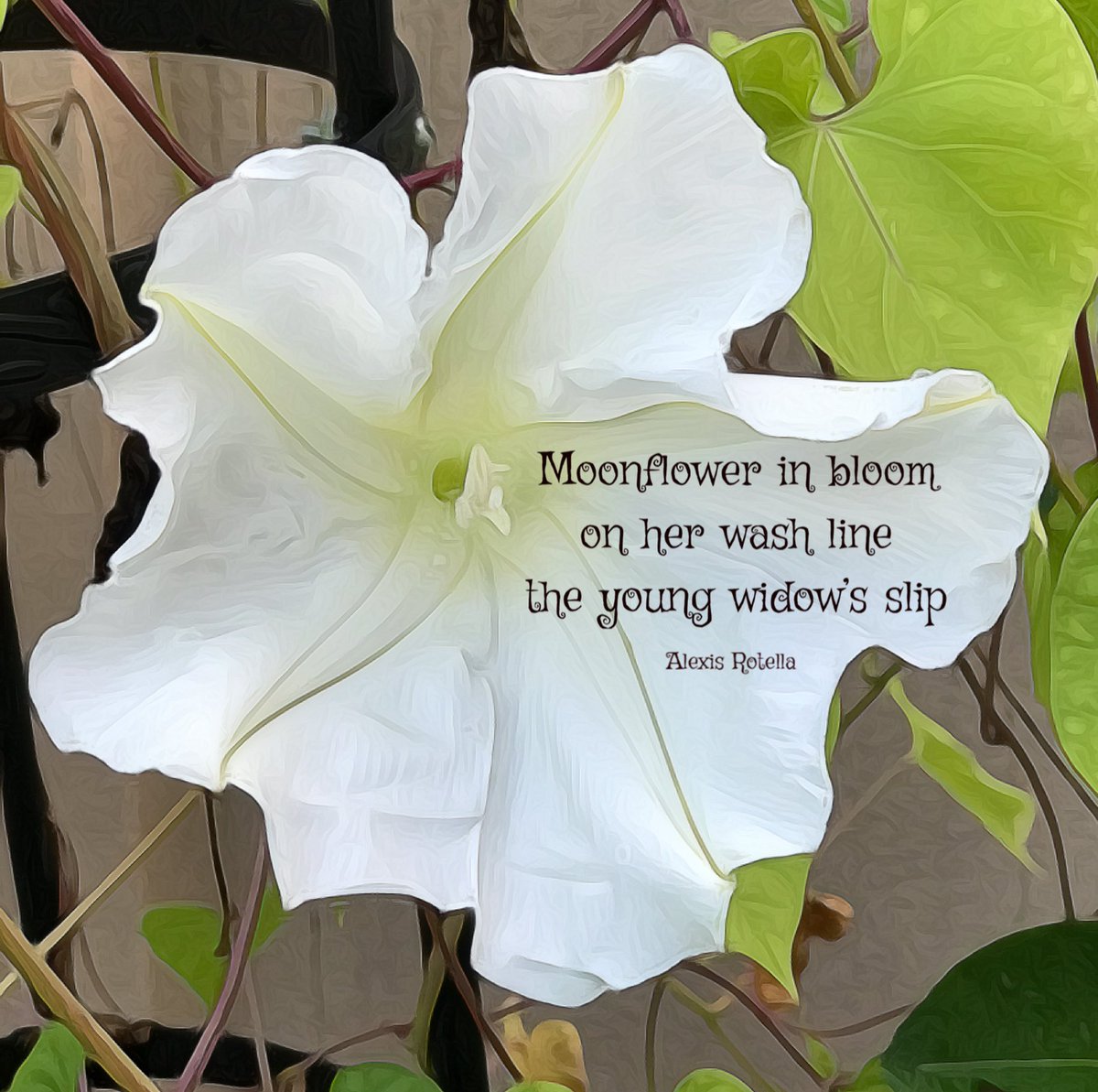 Moonflower Night #senryu #haiku #haiga #micropoetry #photoku