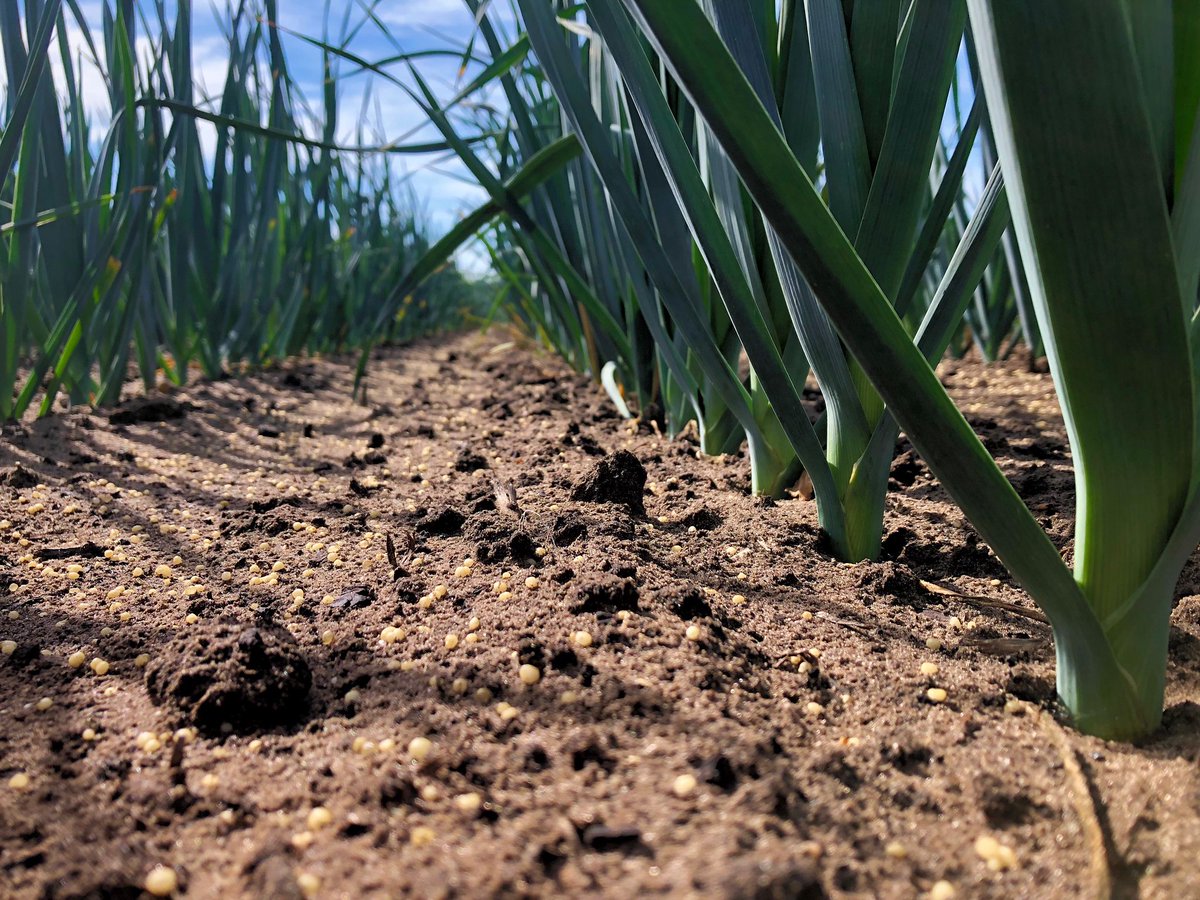 #Granustar CRF 38+0+0 4M in action!  
Limited nitrate availability is more vital crop. #DurableCRF